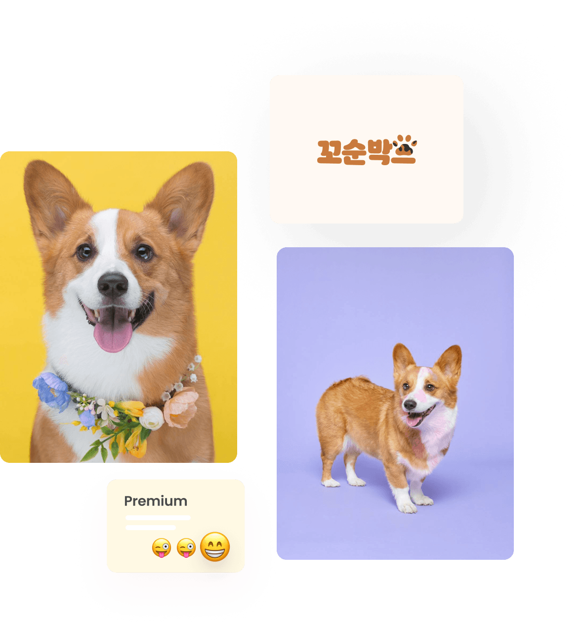 꼬순박스 소개 — 반려견 사진과 브랜드 로고가 담긴 콜라주